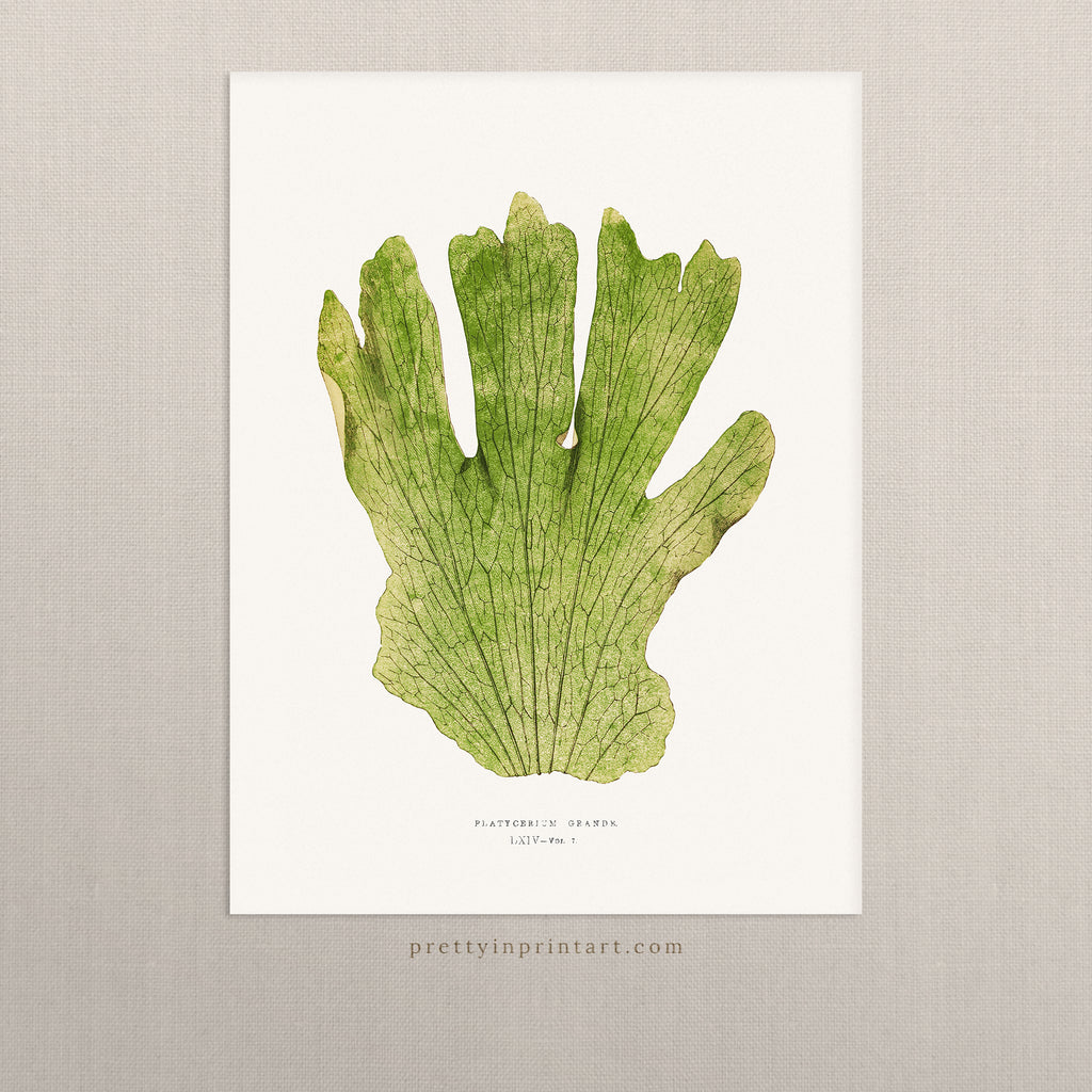 Fern, Botanical Art 00592 |  Unframed