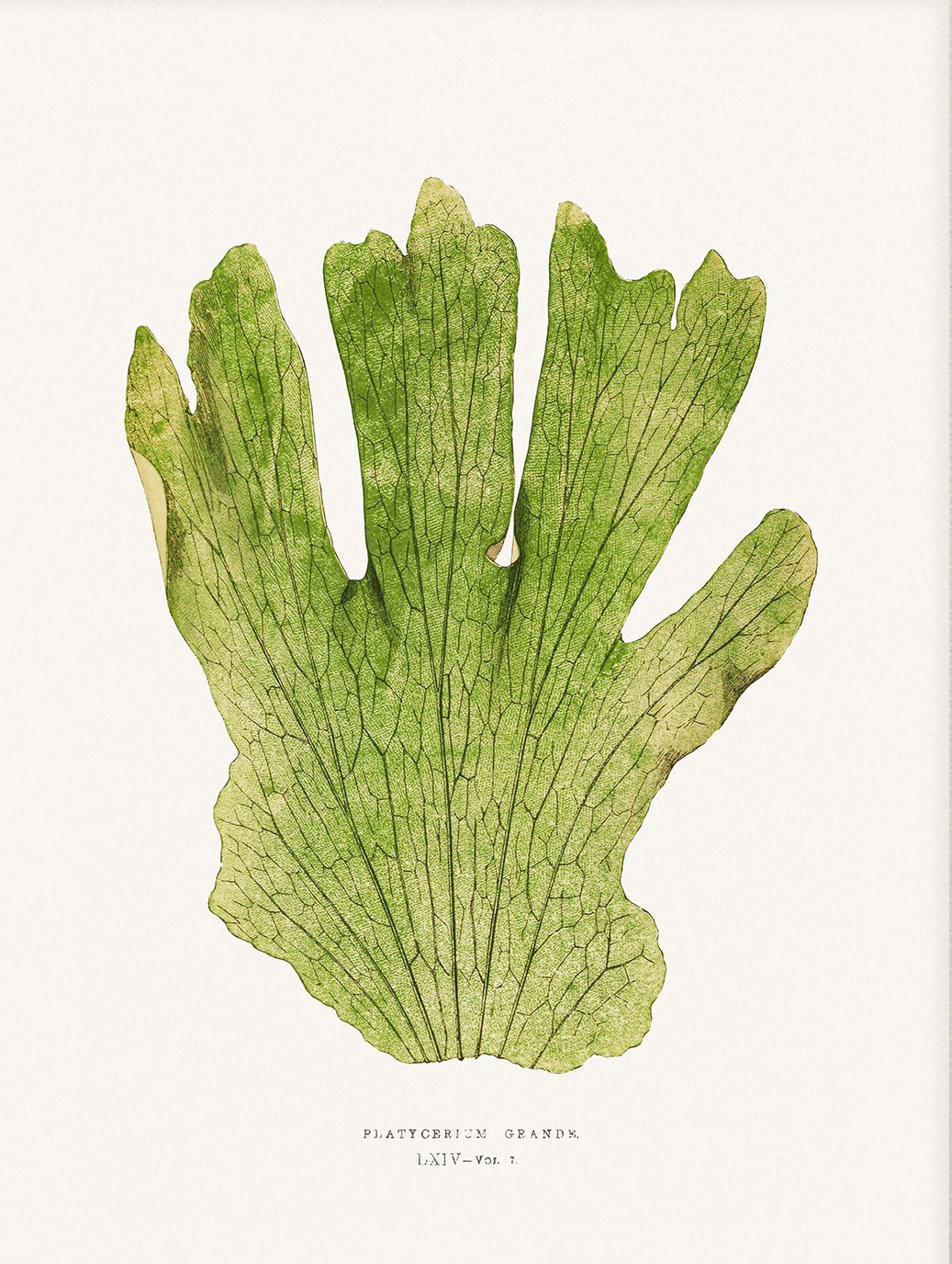 Fern, Botanical Art 00592 |  Unframed