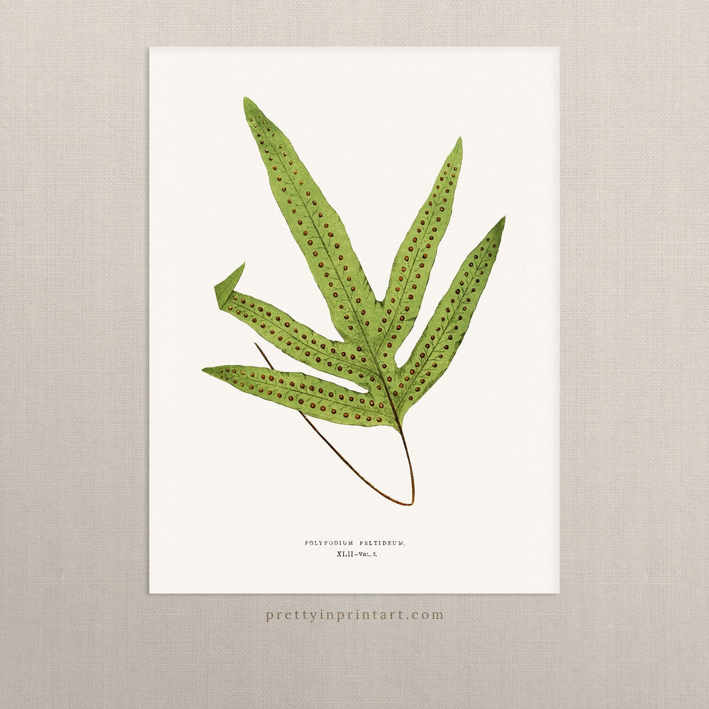 Fern, Botanical Art 00593 |  Unframed