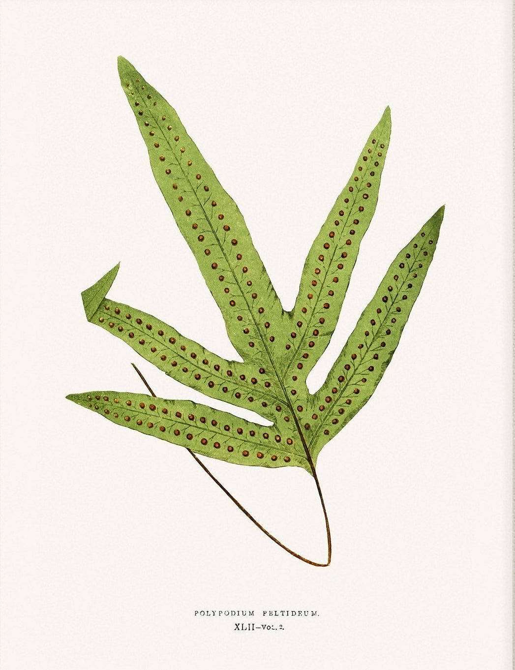 Fern, Botanical Art 00593 |  Unframed