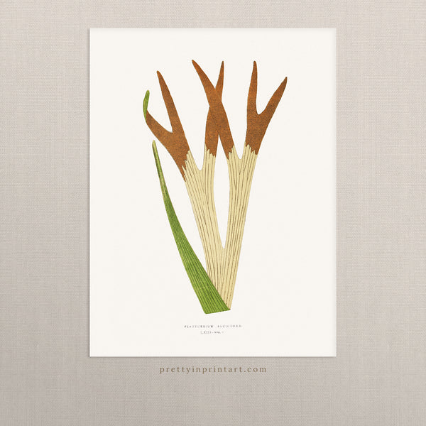 Fern, Botanical Art 00597 |  Unframed