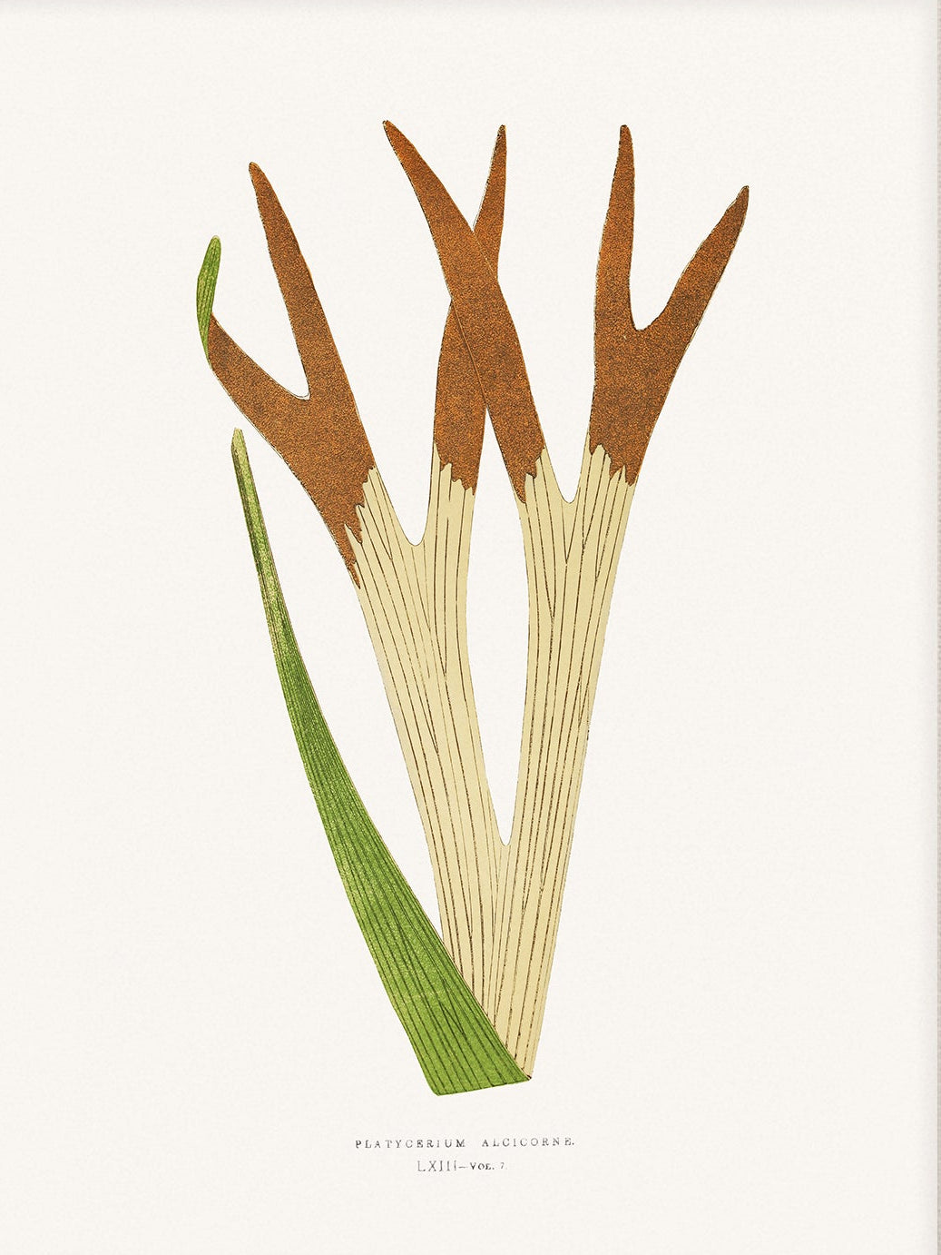 Fern, Botanical Art 00597 |  Unframed