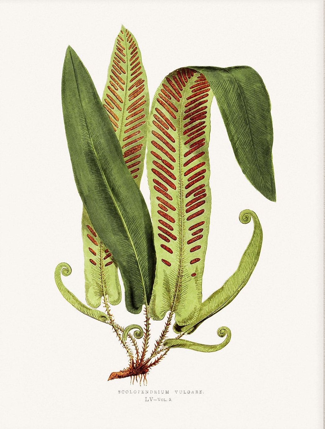Fern, Botanical Art 00598 |  Unframed