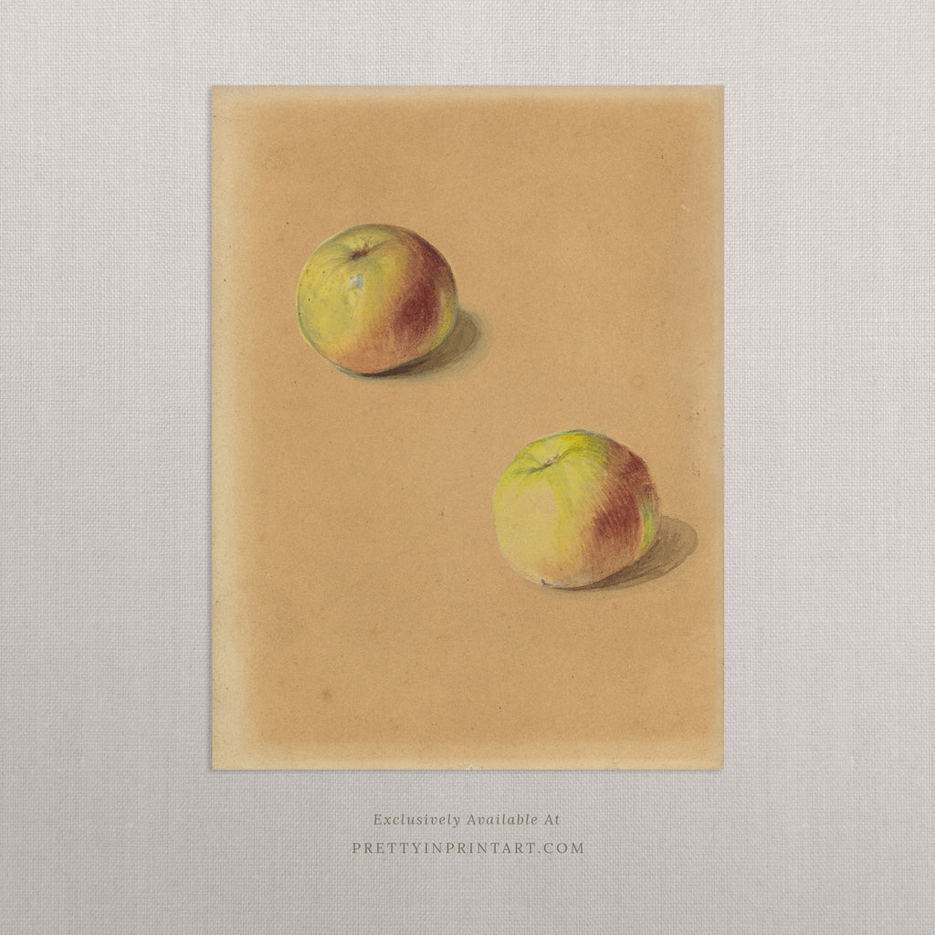 Apples Still Life 00906 |  Unframed