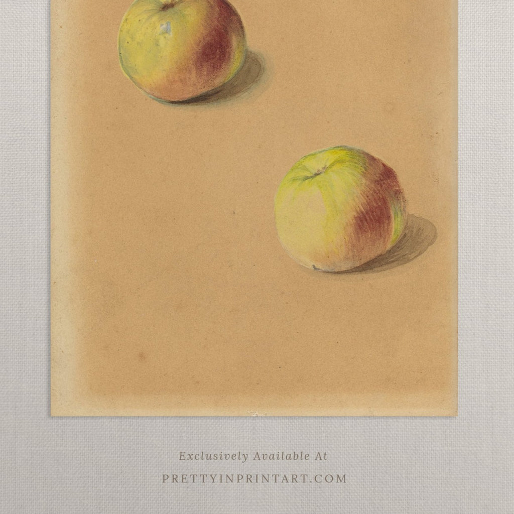 Apples Still Life 00906 |  Unframed