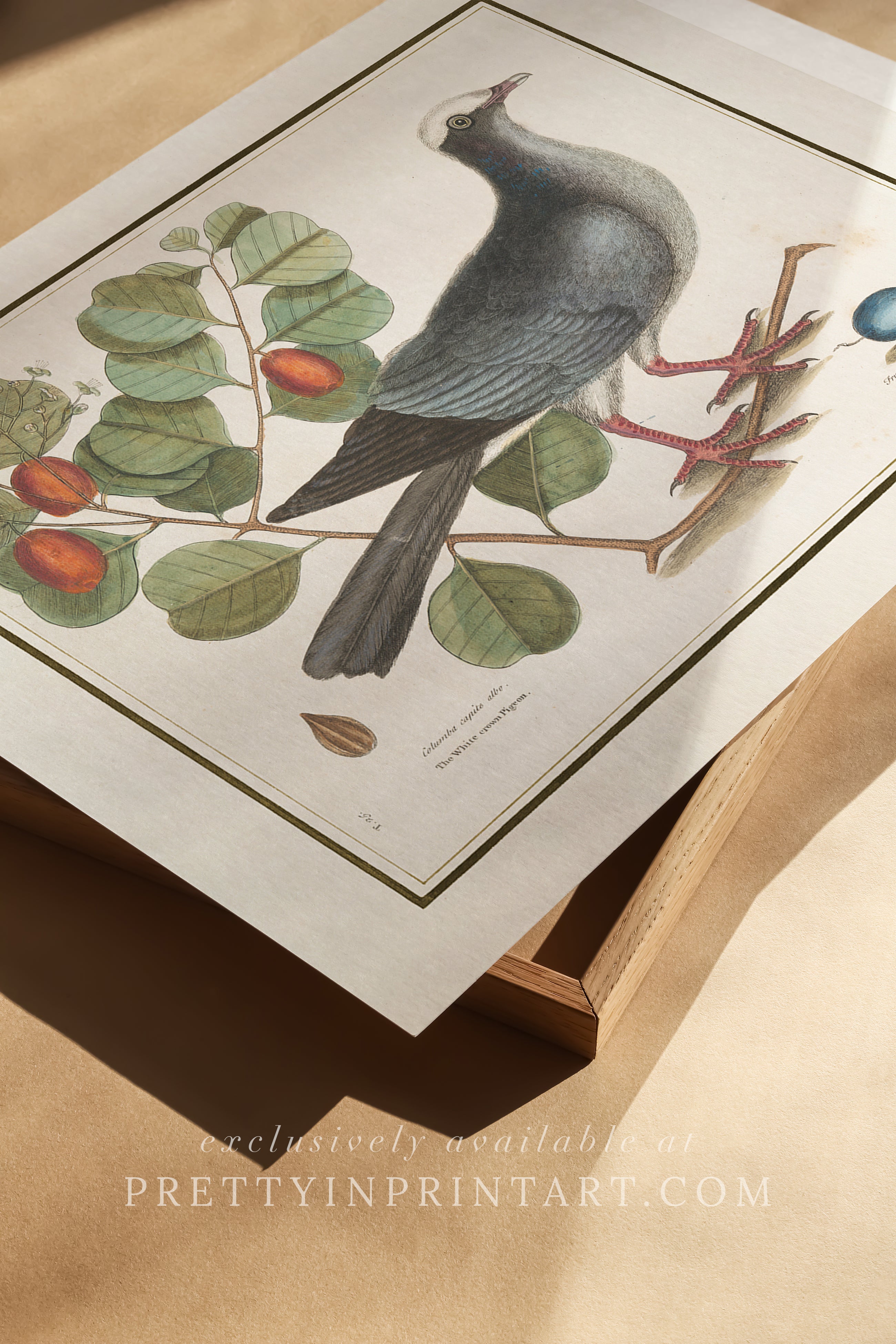 Vintage Bird Art Print 00912 |  Unframed