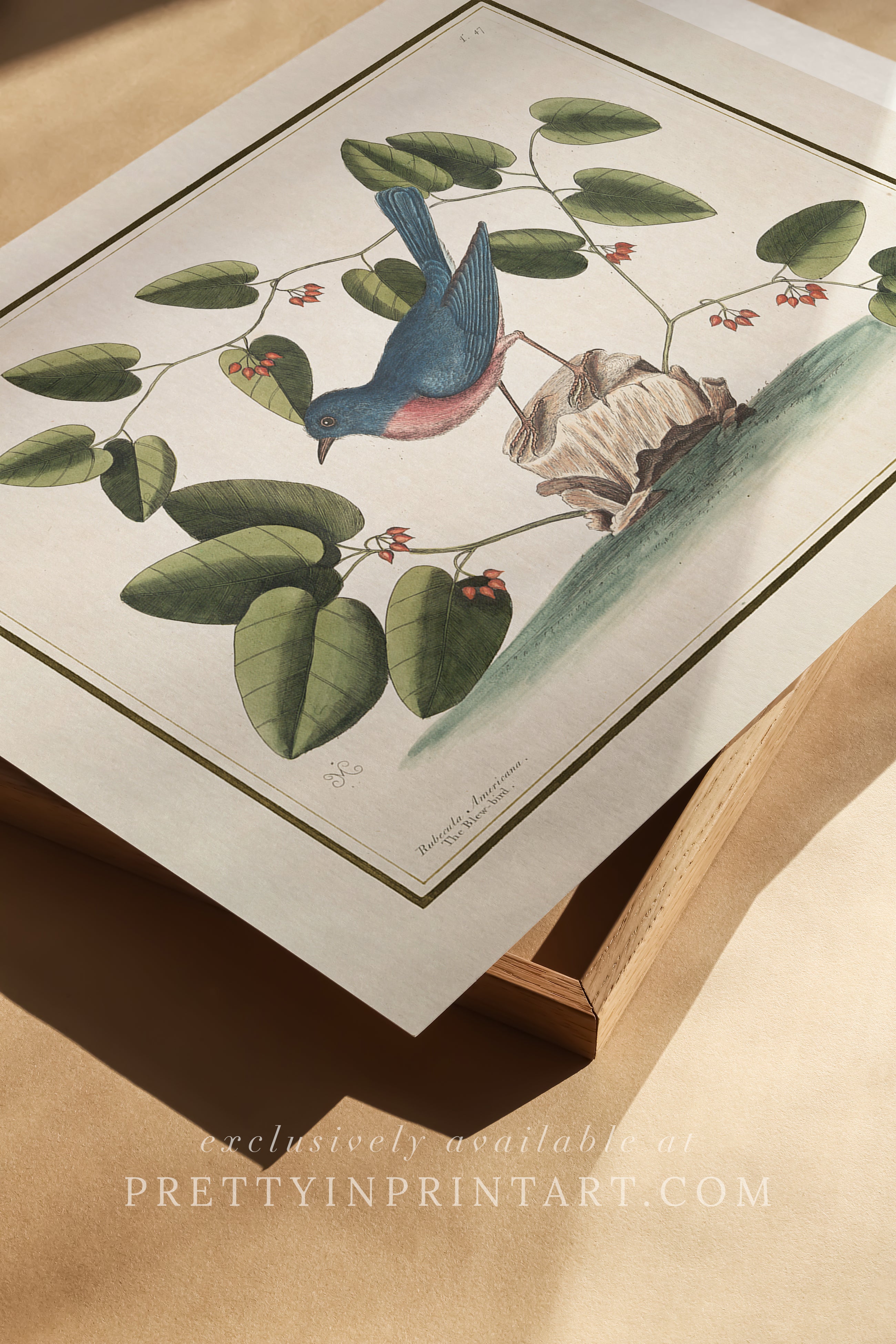 Vintage Bird Art Print 00916 |  Unframed