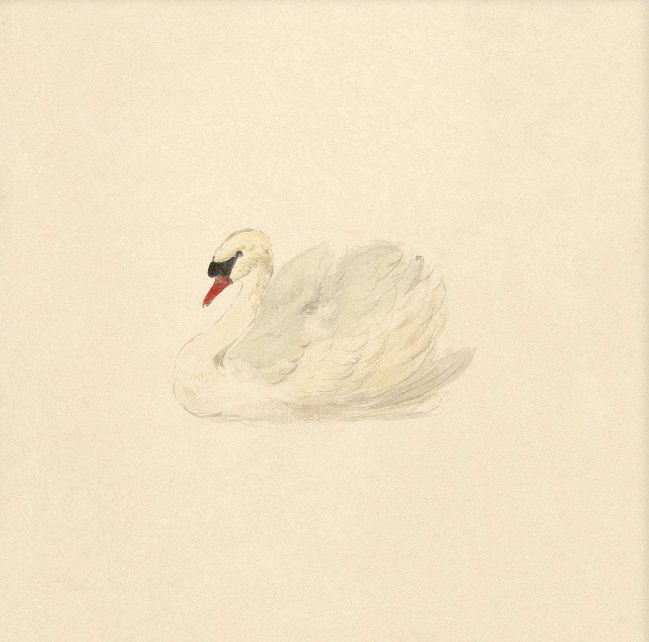 Vintage Swan Art 00510 |  Unframed