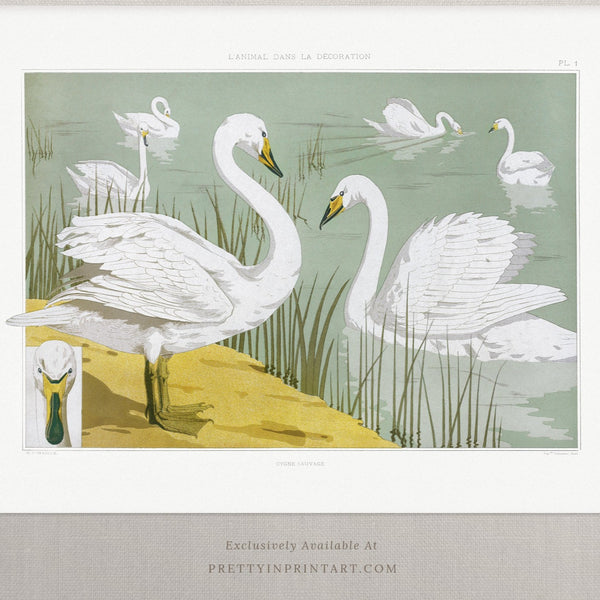 Elegant Swans Art 00509 |  Unframed