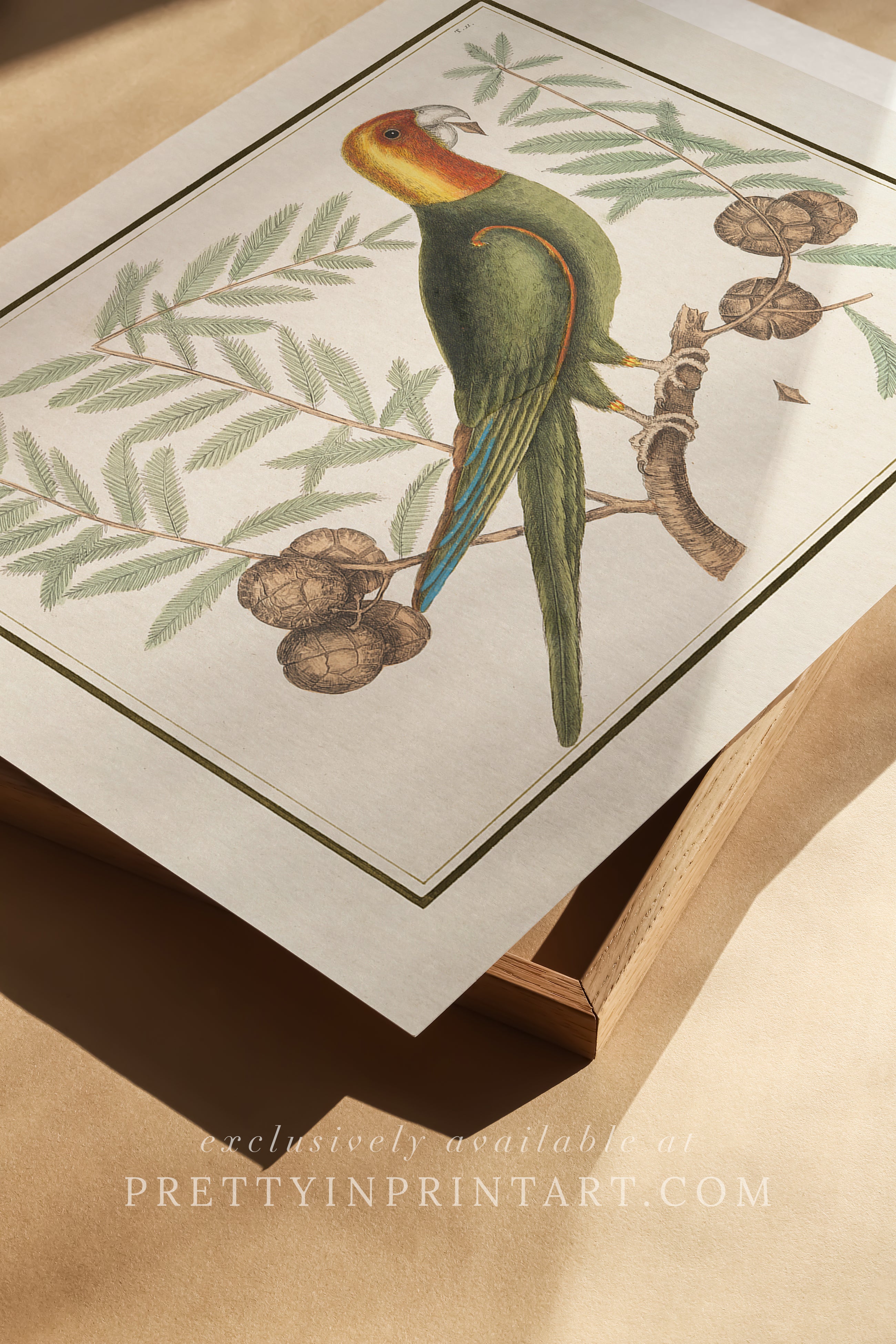 Vintage Bird Art Print 00917 |  Unframed