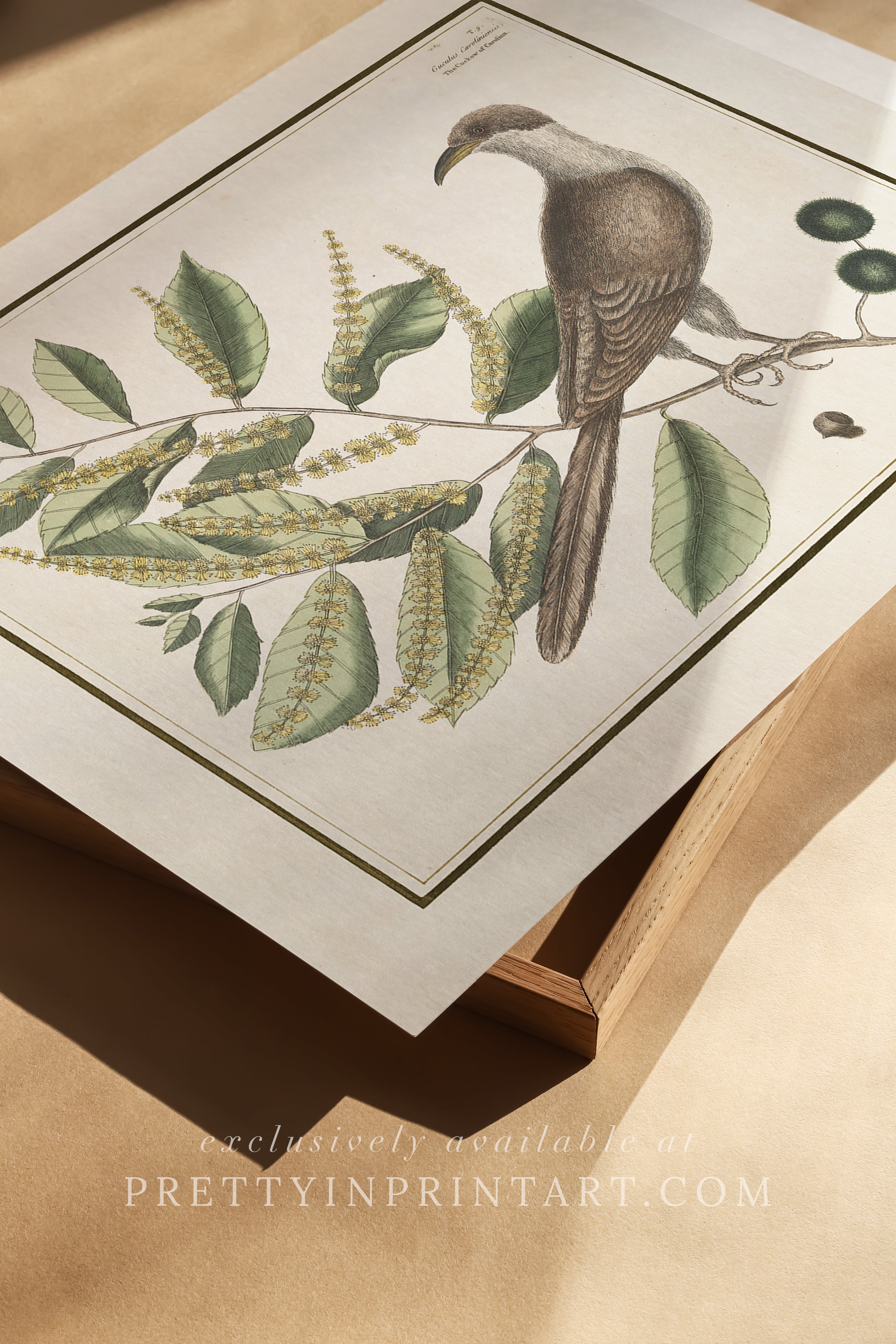 Vintage Bird Art Print 00918 |  Unframed