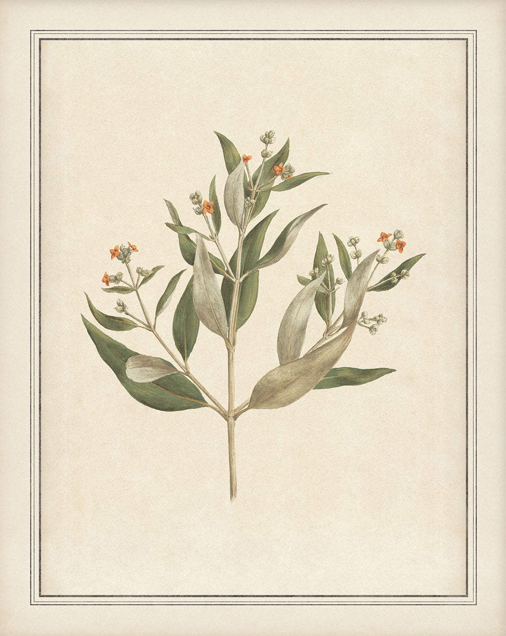 Vintage Plant Art 00956-01 |  Unframed
