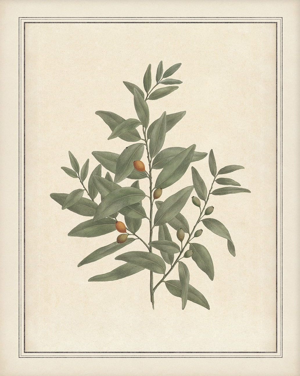 Vintage Plant Art 00956-03 |  Unframed