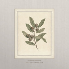 Vintage Botanical Plant Art Print – Antique Style Wall Art, Unframed (00956-05)