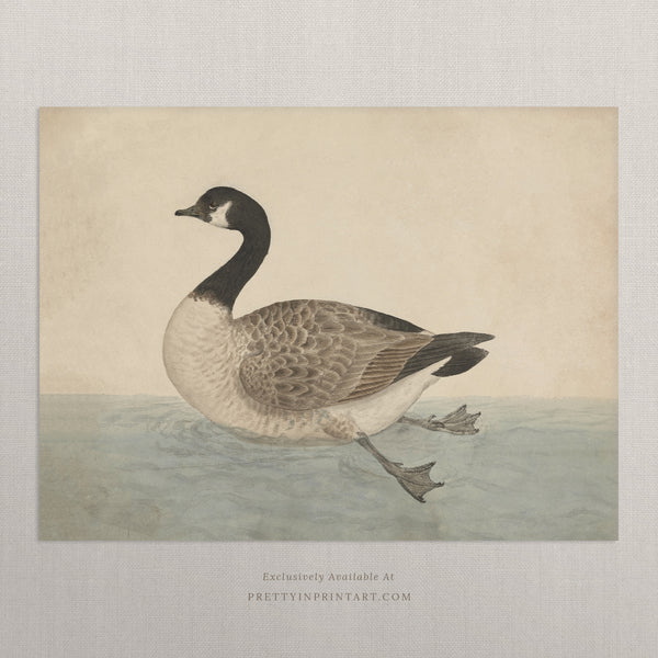 Vintage Canada Goose Art 00543 | Unframed