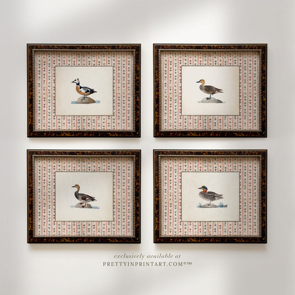 Set of Four Vintage Ducks, Framed 002 (BRN-TOR-2124)