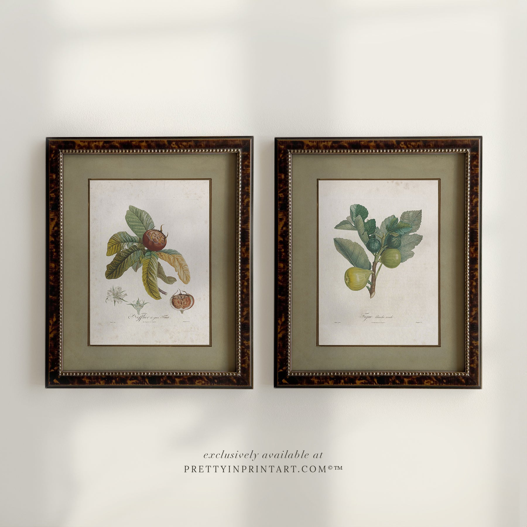 set of Framed vintage medlar and fig fruit botanical print in tortoise effect frame, showcasing antique botanical illustration