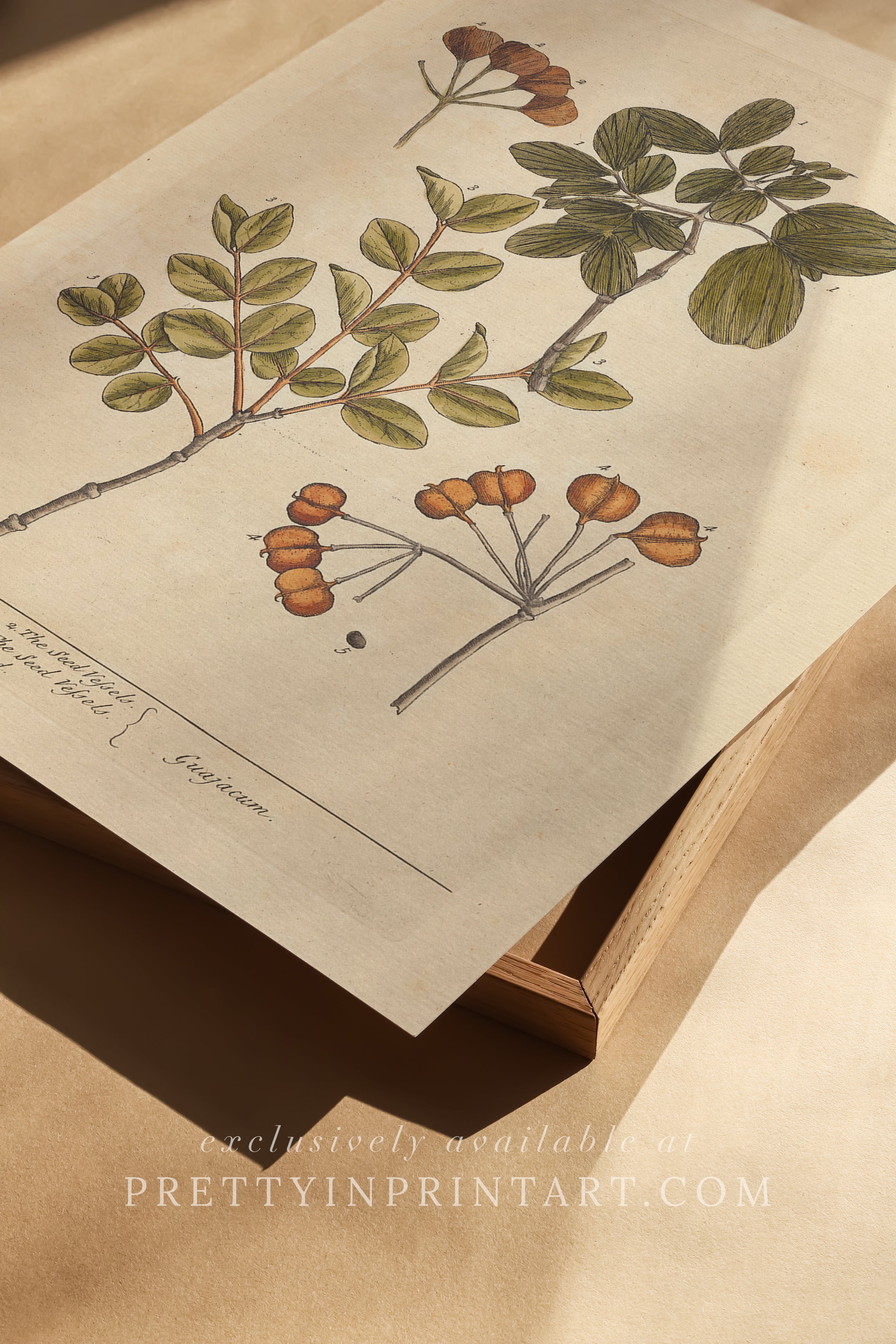 Vintage botanical art print, antique floral illustration, collectible wall decor for home or office