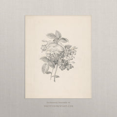 Vintage Flower Pencil Drawing Art Print – Botanical Wall Art, Unframed (001)