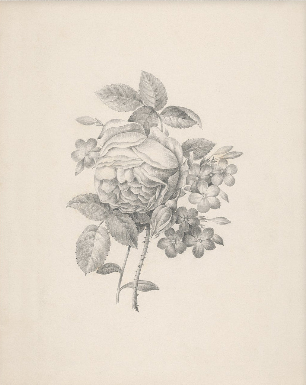 Vintage Flower Art 001 |  Unframed