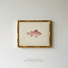 Vintage Fish Art Print – Framed in Gold Bamboo Frame, Coastal Bathroom Wall Art (00701, 0178)
