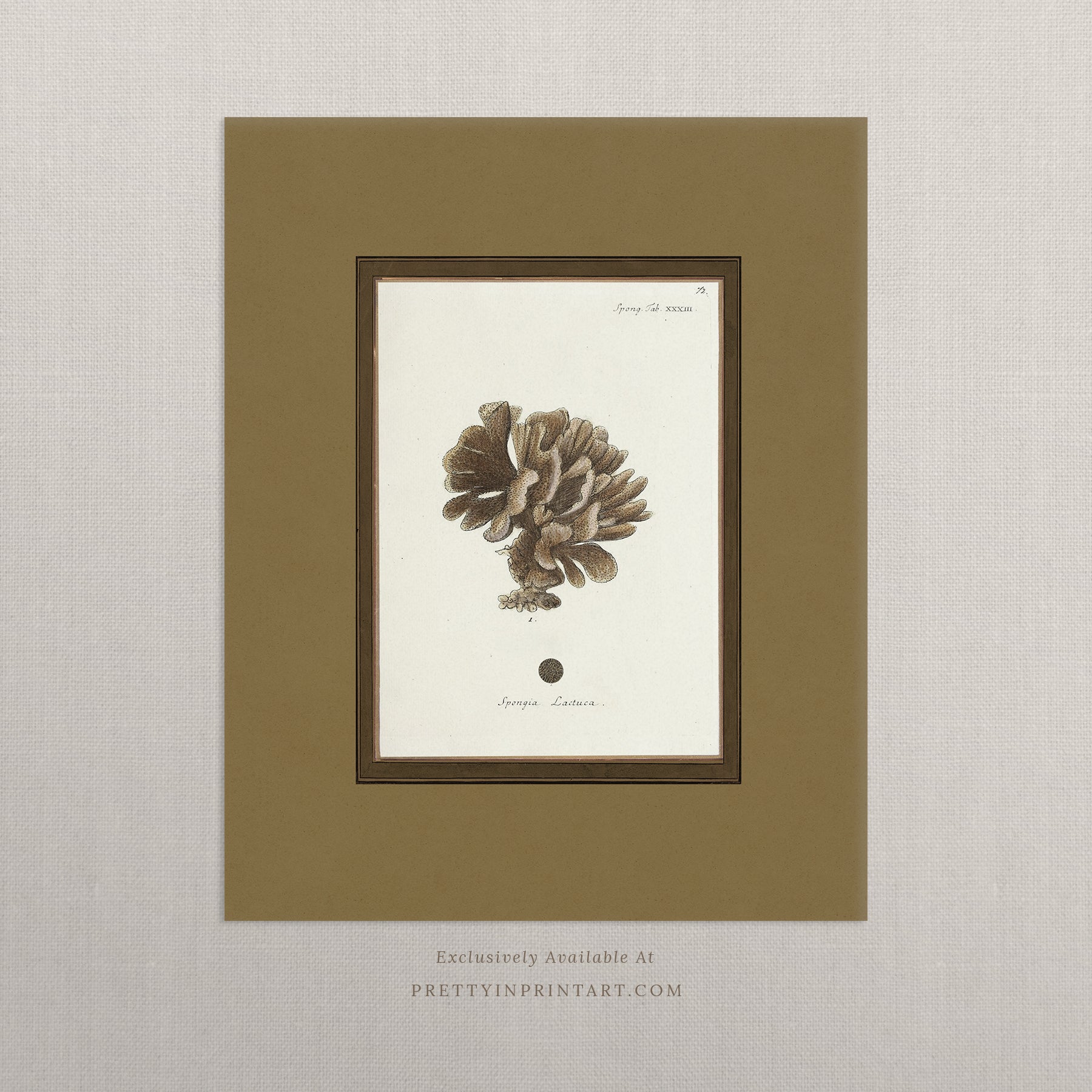 Vintage sea sponge still life botanical art print unframed