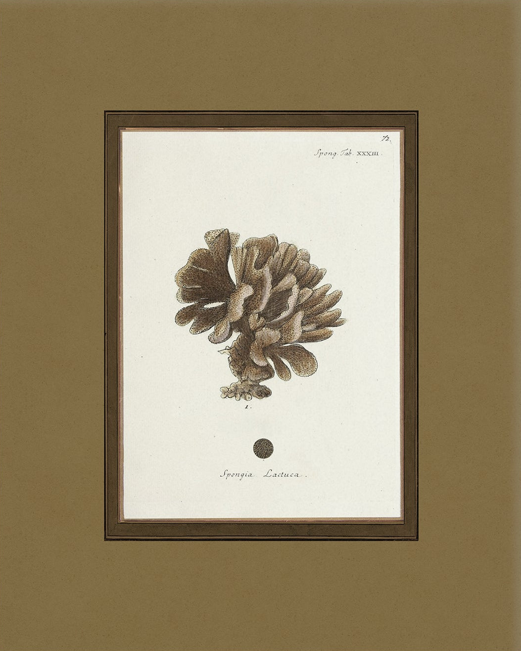 Vintage Sea Sponge Art Print 001 |  Unframed