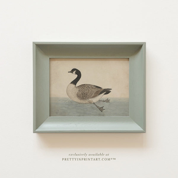 Vintage Canada Goose Art Print – Framed in Pigeon Farrow & Ball Wood Frame (00543, 00304)