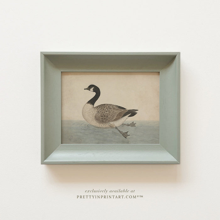 Canada Goose, Painted Pigeon Frame