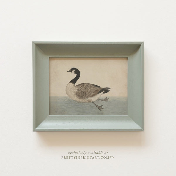 Vintage Canada Goose Art | Framed (00543 + 00304 Pigeon)