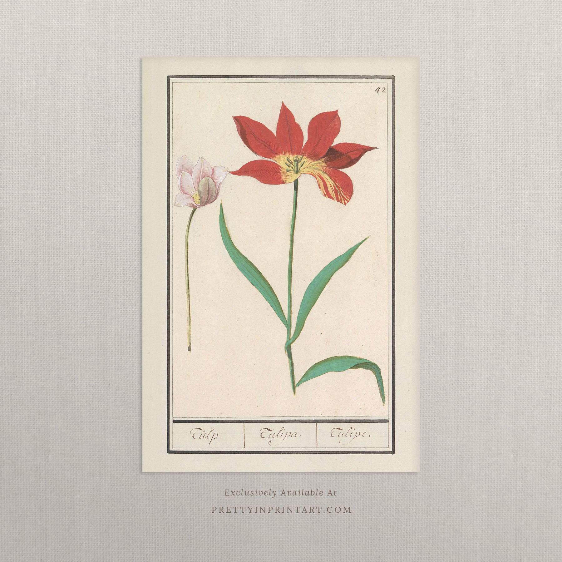 Vintage Flower Art | 001 |  Unframed