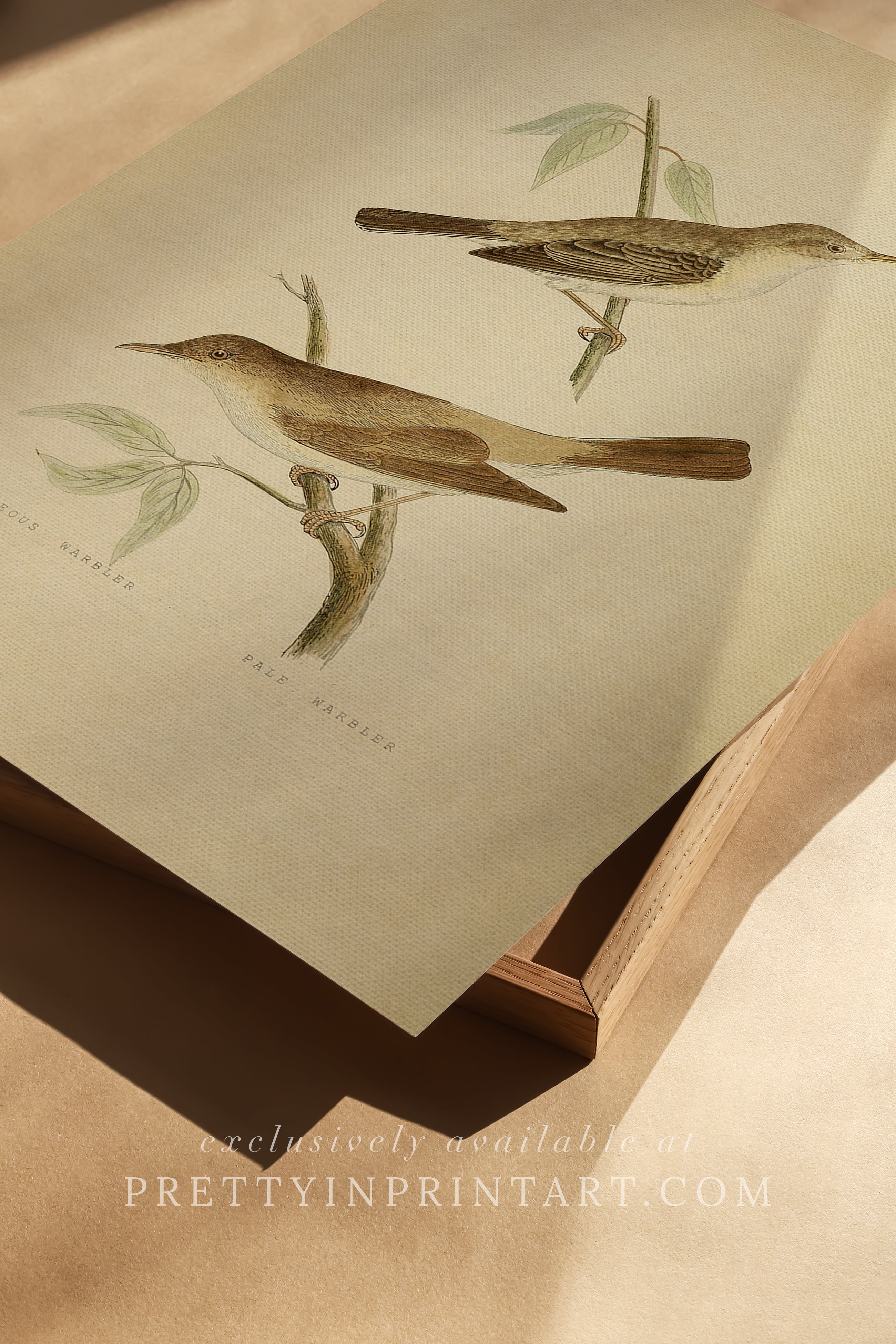 Vintage Bird Print for Classic Interiors 001 |  Unframed
