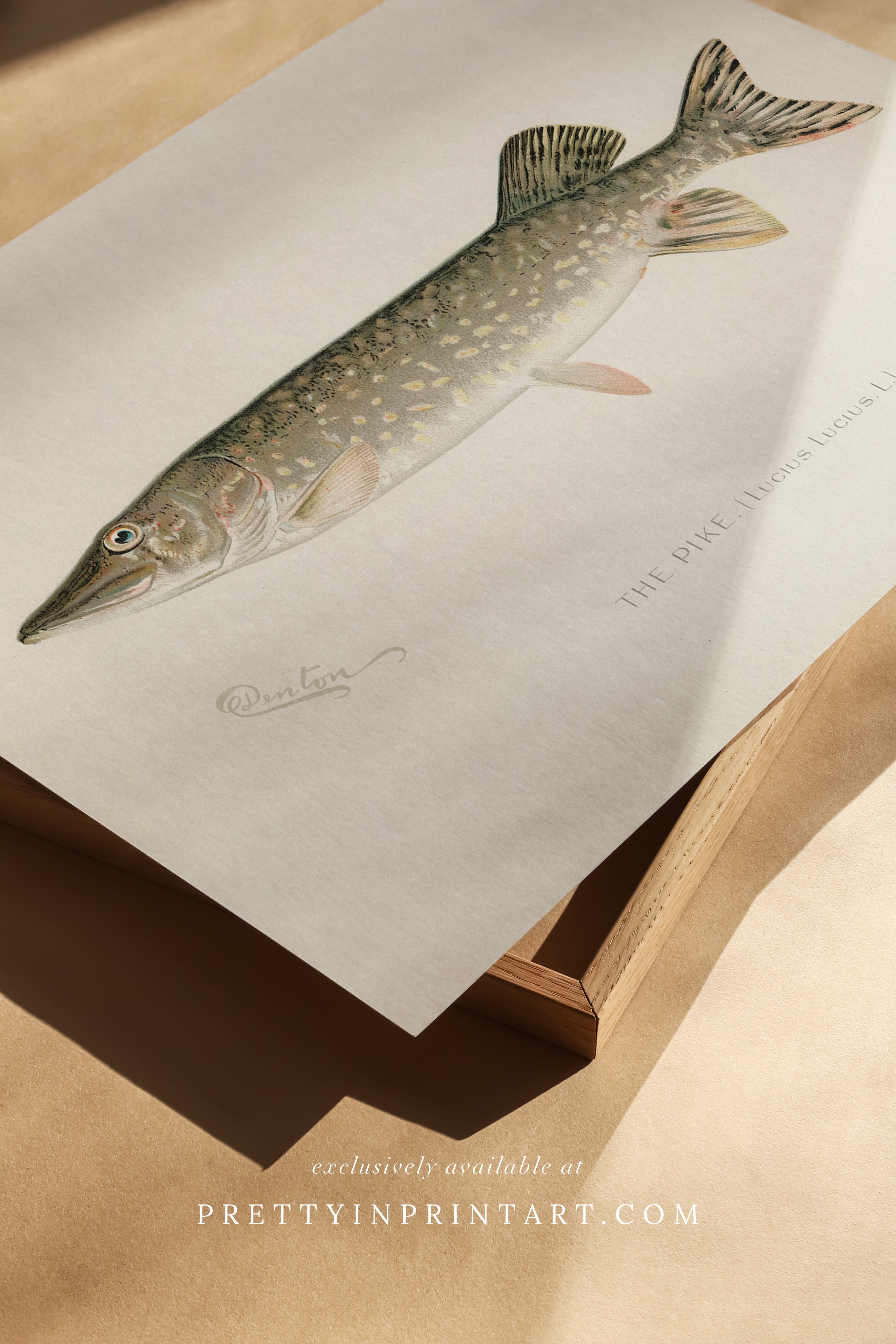 Vintage fish art  Antique fish prints  Vintage fish wall art  Fish illustration print Vintage fish wall art prints for home decor  Antique fish illustrations for coastal decor  Rustic vintage fish prints for lake house  Framed fish art for nautical themed