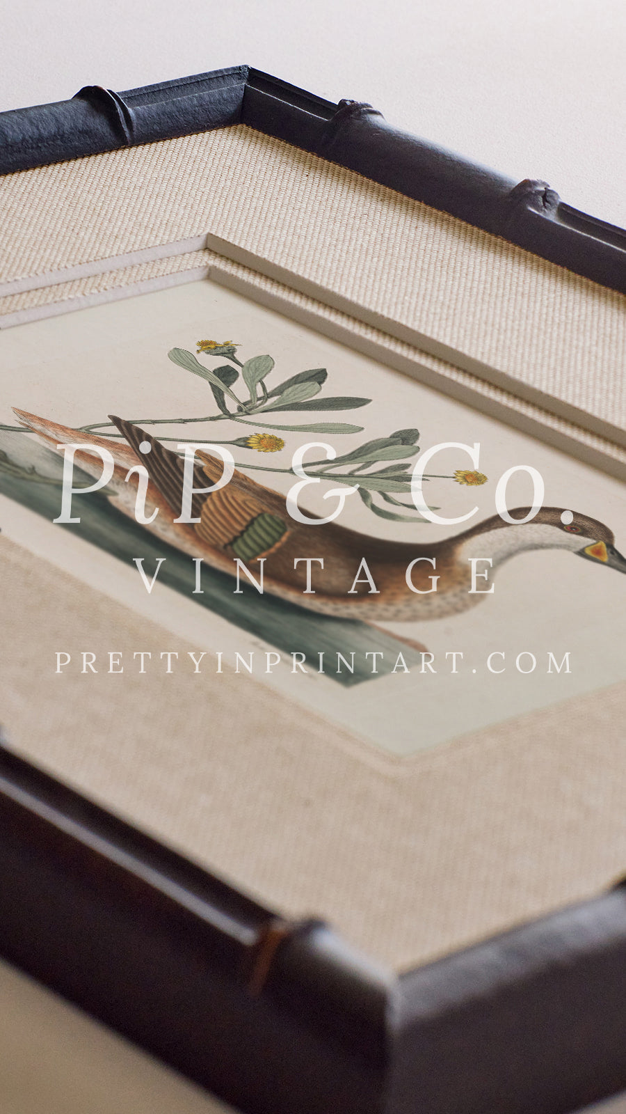 Framed & Mounted Vintage Duck Art 003482 | 269