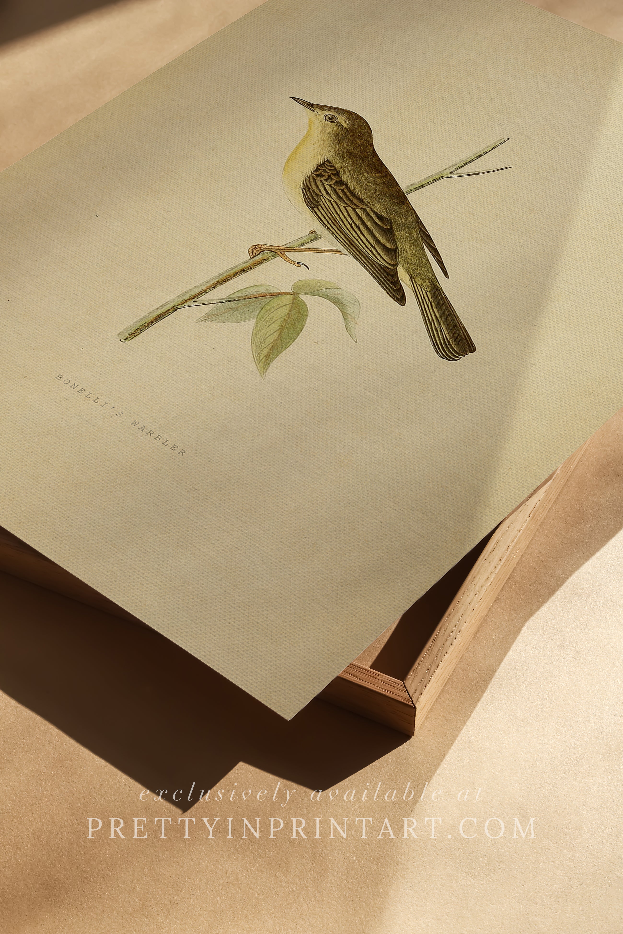 Vintage Bird Prints for Cottagecore Interiors 002 |  Unframed