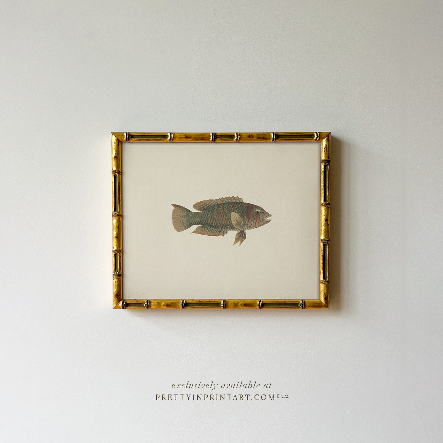 Vintage Fish Art Print 007012 in Gold Bamboo Frame (0178)