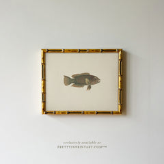 Vintage Fish Art Print 007012 in Gold Bamboo Frame (0178)