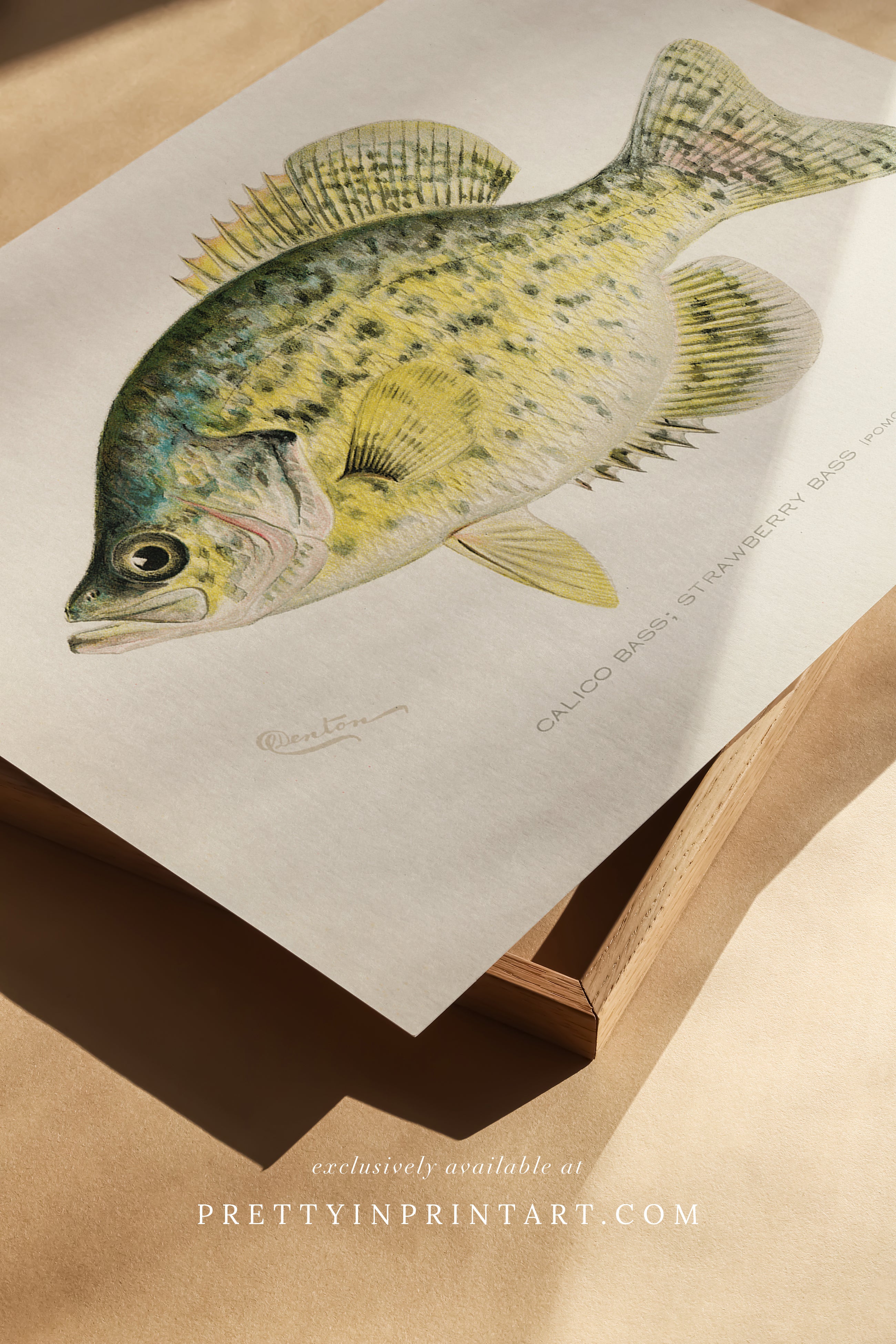 Vintage fish art, Antique fish prints, Vintage fish wall art, Fish illustration print, Vintage fish wall art prints for home decor, Antique fish illustrations for coastal decor, Rustic vintage fish prints for lake house, Framed fish art for nautical theme