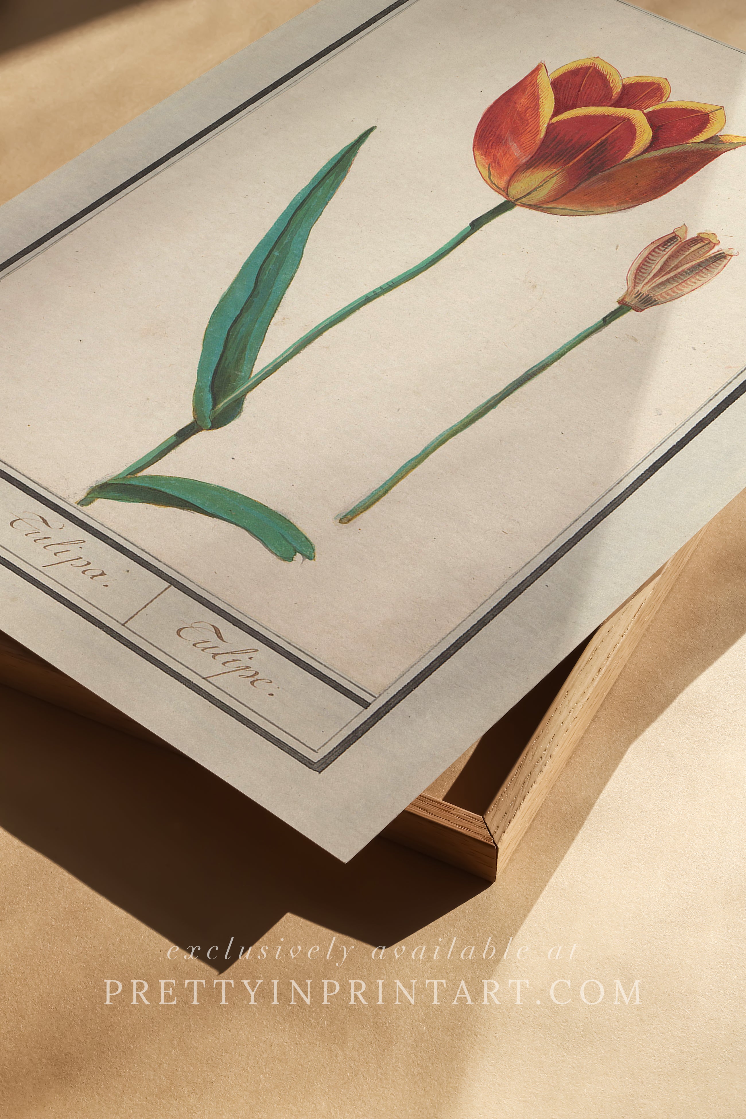 Vintage Flower Art | 006 |  Unframed