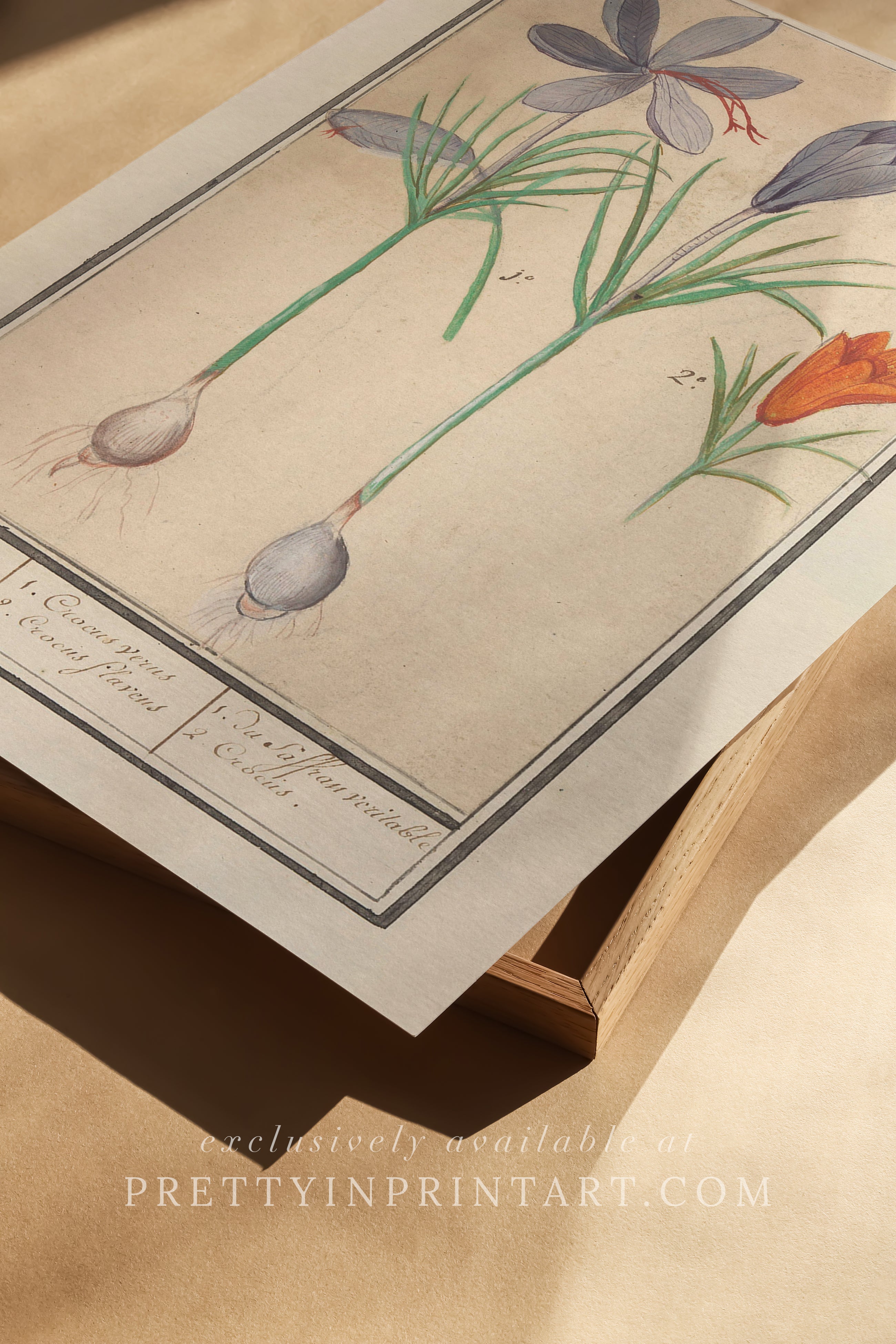 Vintage Flower Art | 002 |  Fine Art Print