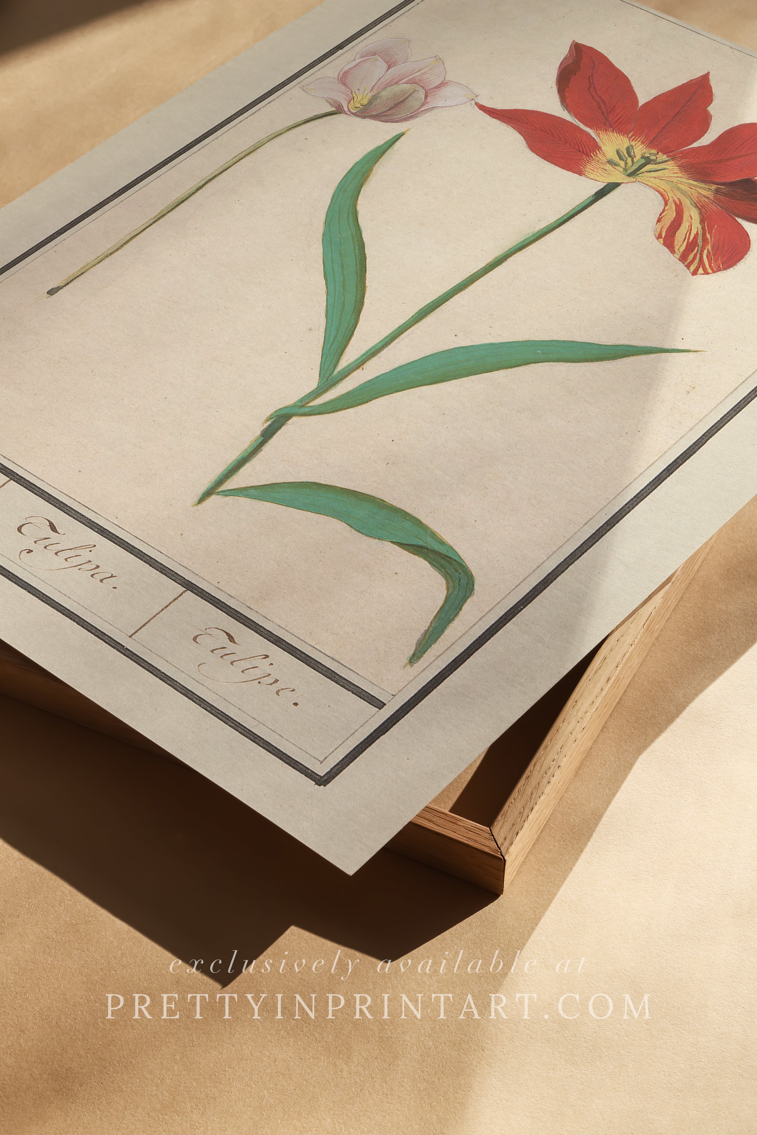 Vintage Flower Art | 001 |  Unframed