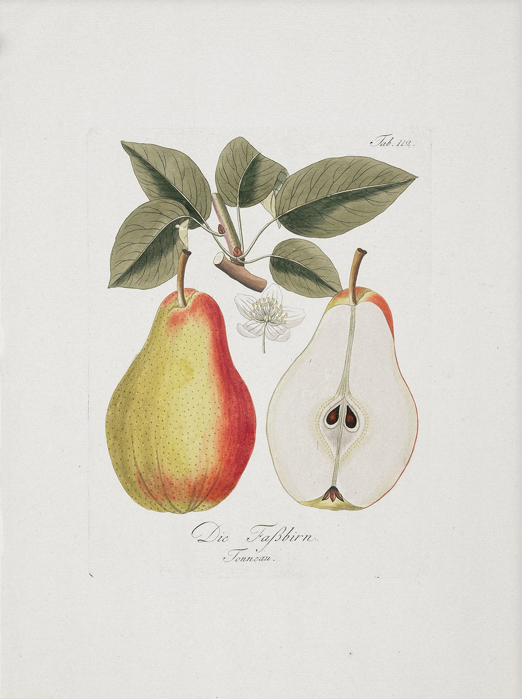 Vintage Pear Still Life Art Print 00261 |  Unframed