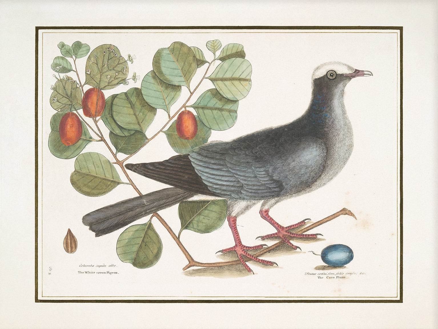 Vintage Bird Art Print 00912 |  Unframed