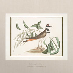 Vintage Bird Art Print 00913 |  Unframed