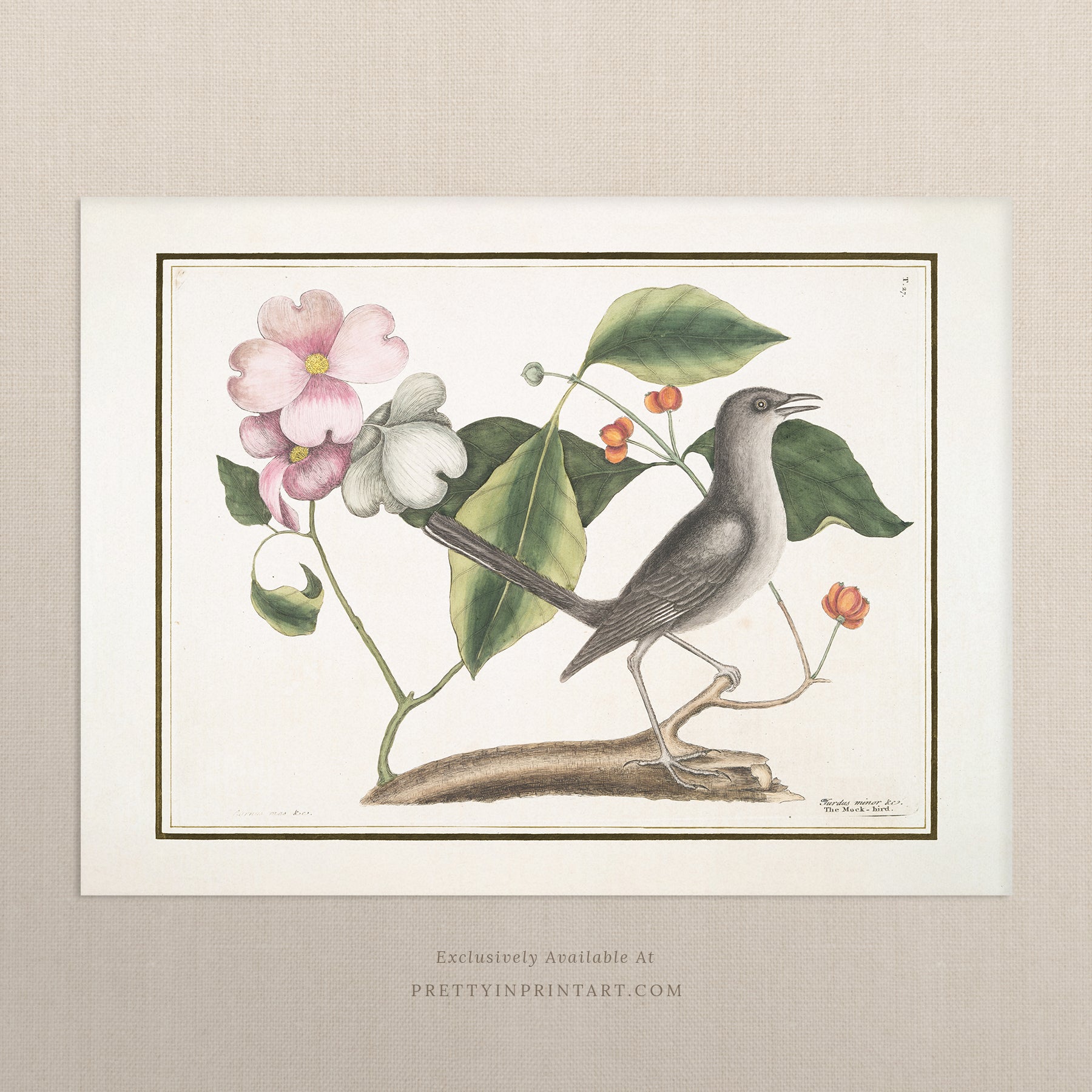 Vintage Bird Art Print 00914 |  Unframed