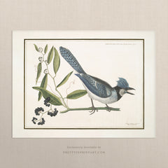 Vintage Bird Art Print 00915 |  Unframed