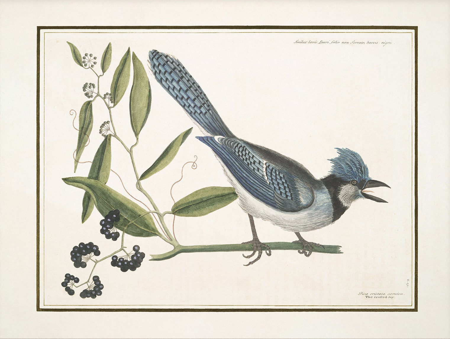 Vintage Bird Art Print 00915 |  Unframed