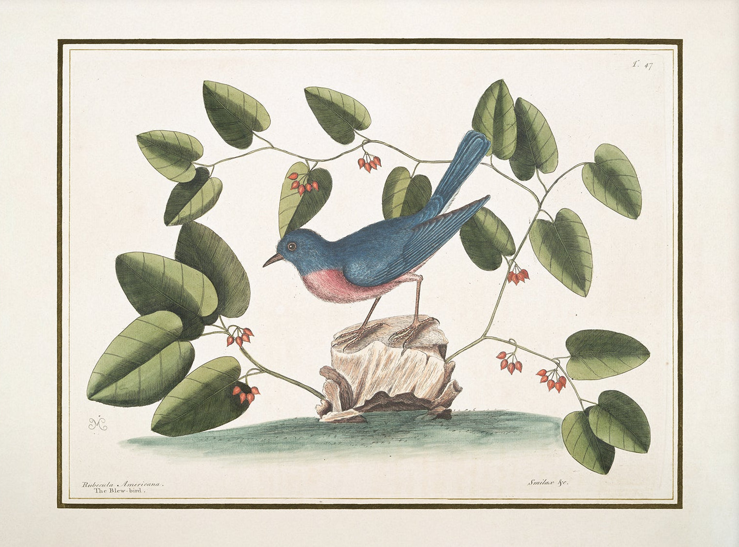 Vintage Bird Art Print 00916 |  Unframed