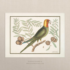 Vintage Bird Art Print 00917 |  Unframed