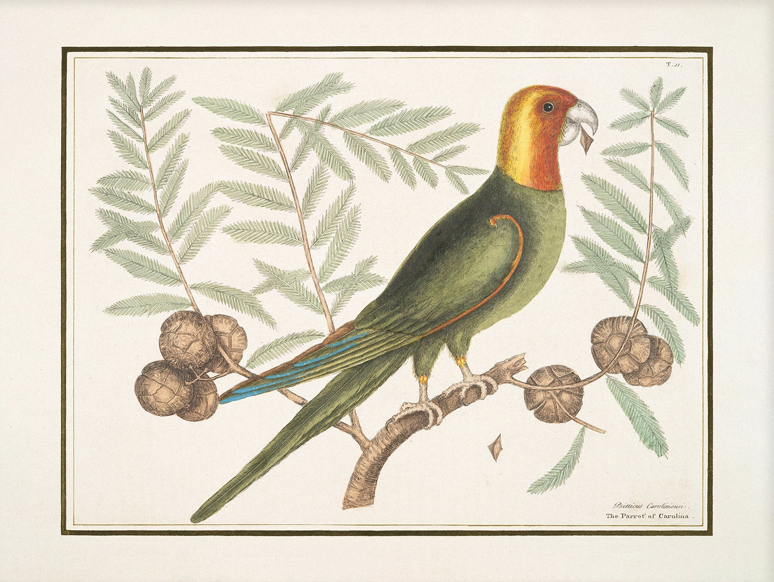 Vintage Bird Art Print 00917 |  Unframed